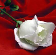 Una rosa es la mejor representación del amor, por eso, desde la antigüedad, se la conoce como el máximo símbolo de amor. Las Flores Mas Bellas Del Mundo Timeline Timetoast Timelines