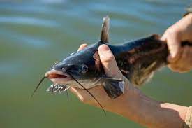 What A Catch Farm Raised Catfish Is A Fast Growing Industry In Alabama Farm Flavor Catfish Farming Aquaponics Fish Fish Tank For Sale