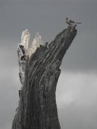 Bird On A Cloudy Day On A Rotten Tree Stump At The Louisiana Circle Vicksburg At The Mississippi River Tree Drawing Louisiana Photography Beautiful Tree