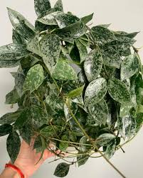 Image result for Selago lacunosa