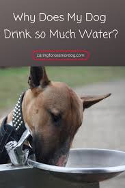 Why Does My Dog Drink So Much Water Caring For A Senior Dog Senior Dogs Care Senior Dog Health Dog Advice