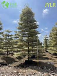 Image result for Terminalia neotaliala