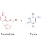Psoralen - an overview | ScienceDirect Topics