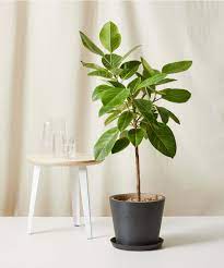 Buy Potted Ficus Altissima Indoor Plant Bloomscape