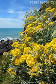 Image result for Jacobaea maritima