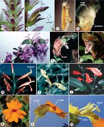 Image result for Pedaliaceae