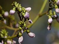 Image result for Dalbergia bracteolata