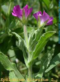 Image result for Epilobium hirsutum