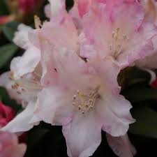 Dwergrhododendron Rhododendron Dreamland Schaduwplanten Tuinplanten Planten