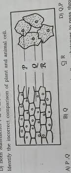 Students will identify the structure and substances of plant and animal cells in the table, and label the parts of each cell in the diagrams. Identify The Incorrect Comparison Of Plant And Animal Cell Brainly In