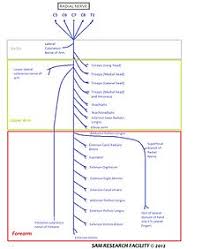 Radial Nerve Wikipedia