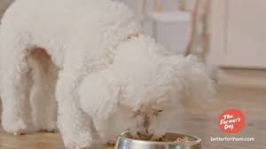 The farmer's dog is applying technology and simplicity to completely reimagine and improve how we care for our pets. The Farmer S Dog Tv Commercial Didn T Know The Difference 50 Percent Off Ispot Tv