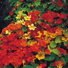 Collection by mangesh jagtap • last updated 5 weeks ago. Climbing Annuals At Thompson Morgan