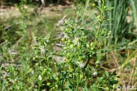 Image result for Scoparia dulcis