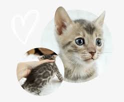 If you haven't found the perfect kitten for sale or adoption you may follow the breed to be notified of new kittens that were recently added. Cats Kittens For Sale Kitten Free Transparent Png Download Pngkey