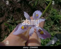 Image result for Moraea elliotii