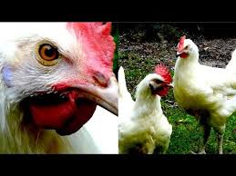 Check spelling or type a new query. Chicken Breeds E31 Bresse Gauloise Hens Roosterand Eggs Les Bleus Huhner Junghuhner Youtube