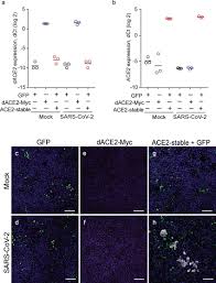 Barbara rhoades is an american actress, known primarily for her comedy and mystery roles, especially as lady bandit penelope bad penny cus. Immunofluorescence Analysis Of Sars Cov 2 Infection In The A549 Download Scientific Diagram