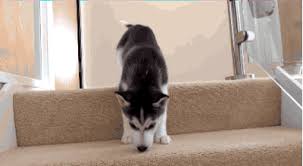 Puppies learn a step at a time when it comes to taking stairs. Watch This Husky Pup Has An Incurable Phobia Of Stairs