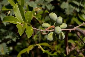 Image result for Artabotrys