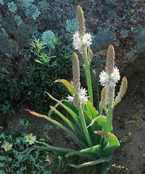 Image result for Trachyandra burkei