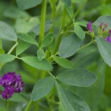 Image result for Medicago sativa