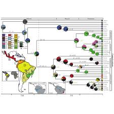 Image result for Kylicanthe rohrii