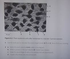 Generally, turgor pressure is exerting pressure on the cell wall by the protoplasm when it thus, in the flaccid state of a cell, there is no net movement of water across the plasma membrane. 50 M Figure 4 2 Plant Epidermis Cells After Immersion Chegg Com