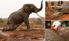 Dying elephant shot with poisoned ARROW recovers thanks to vets in Kenya | Daily Mail Online