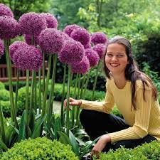 Be sure to visit our shop and browse our collection of allium bulbs! Giant Leek Allium Sensation Mix Bulbs Ø§Ù„Ø³Ø¹Ø± 4 50