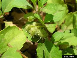 Image result for Acanthospermum australe