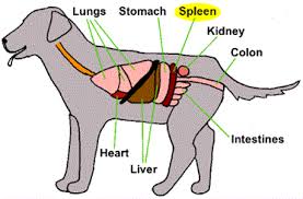 Pain that has spread from the abdomen to the left shoulder. Splenic Masses In Dogs Splenectomy Veterinary Partner Vin
