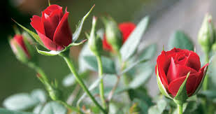 If it stays too damp or it does not get enough air circulation it can cause blackspot to develop on the leaves. Bloomiq