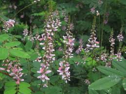 Image result for Indigofera emarginella