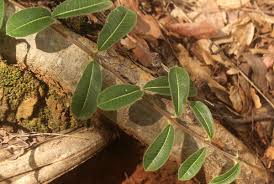 Image result for Raphionacme procumbens