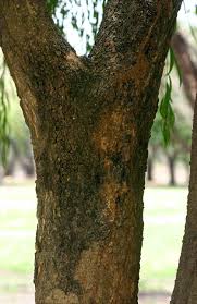 Image result for Boscia salicifolia
