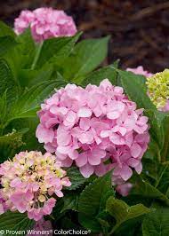 The let's dance series bloom on both new wood and old delivering seasons of flowers and lots of wow. Let S Dance Moonlight Hydrangea Great Landscape Plant Adds A Dash Of Bright Color To The Garden Hydrangea Varieties Growing Hydrangeas Hydrangea Not Blooming