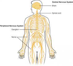 We did not find results for: Basic Structure And Function Of The Nervous System Anatomy And Physiology I