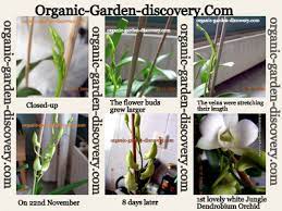 Orchid Plant Care And More
