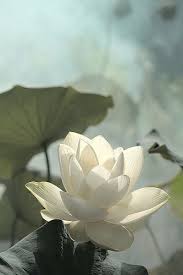 Lotus Flower Img 0225 1 Beautiful Flowers Flower Meanings Love Flowers