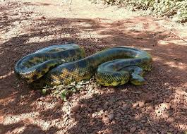 Yellow Anaconda With Nicks Adventuresbolivia Com Pantanal Bolivian Tours