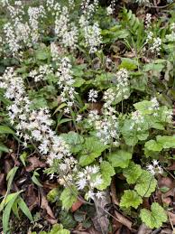 Image result for Nidorella ivifolia