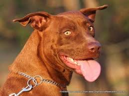 Holly Kelpie X Staffy Medium Female Kelpie X Staffy In Nsw Staffy Dog Dogs Rescue Dogs