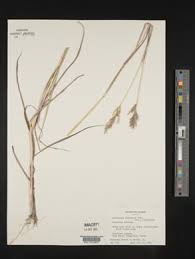 Image result for Bothriochloa bladhii