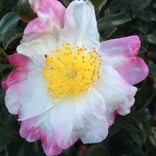 Hana Jiman Camellia In Bloom At The Nursery December 11th Shade Perennials Bloom Camellia