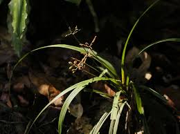 Image result for Hypolytrum heteromorphum