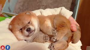 Cute shiba inu puppies available now very loving and energetic rare black and tan color great with kids. Cuteness Overload You Must See This Shiba Inu Puppies No Captions Youtube