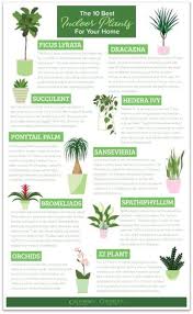 The Best Indoor Plants How To Take Care Of Them In 2020 Best Indoor Plants Benefits Of Indoor Plants Indoor Plants