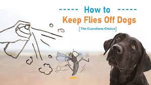 Treatment involves cleaning the inside of the irritated ear, healing the raw ear and keeping the flies off. How To Keep Flies Off Dogs The Guardians Choice Youtube
