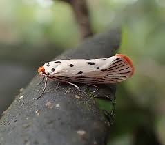 Image result for Pupalia micrantha